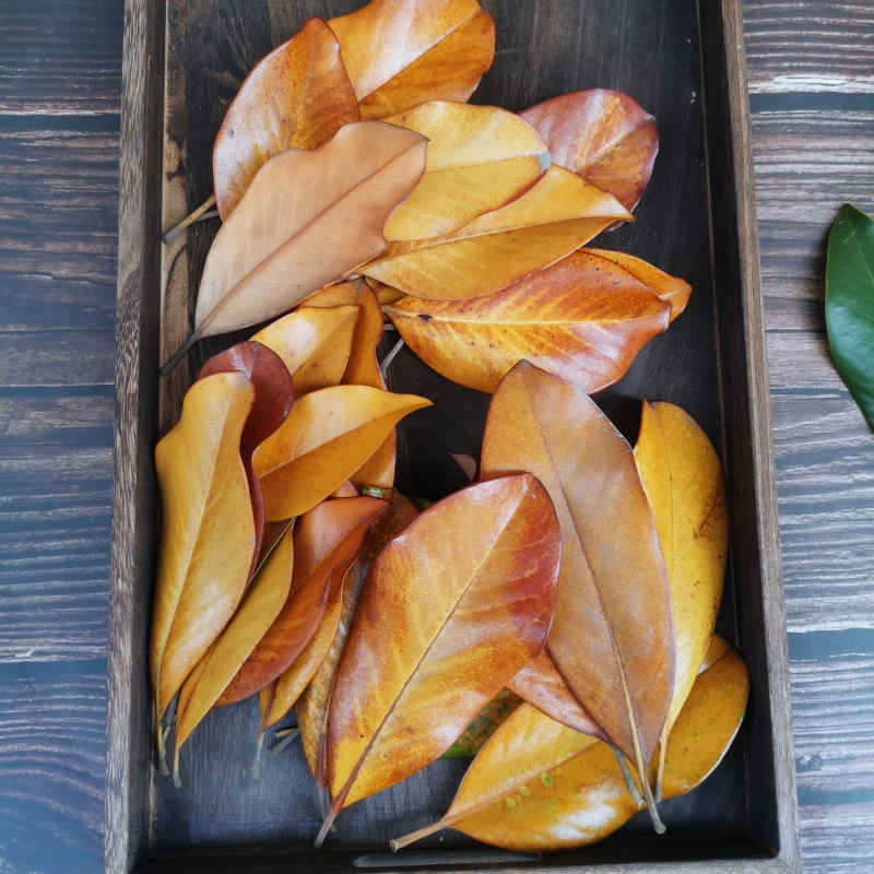 新鲜广玉兰叶荷花玉兰望春玉兰树叶花草叶植物标本材料包全国包邮