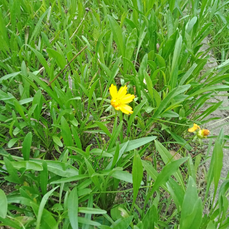 金鸡菊叶二色金鸡菊叶雪菊叶小波斯菊叶金钱菊叶孔雀菊叶植物标本