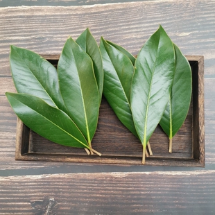 广玉兰树叶荷花玉兰树叶望春花树叶天然新鲜干植物标本叶子材料包