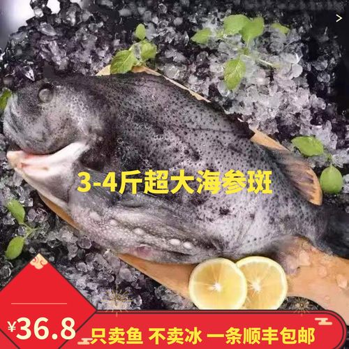 海参斑超级大海鱼新鲜石斑鱼食品
