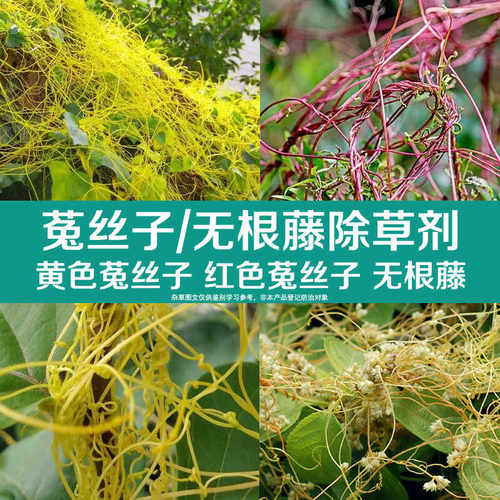 园林绿化果树苗木防治吐丝子