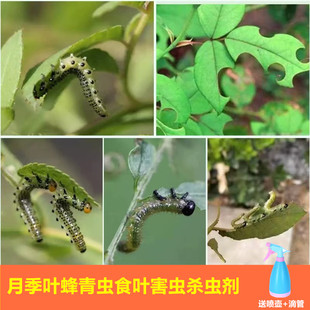 月季花卉叶蜂农药树木蔬菜杀虫剂菜青虫食心害虫杀虫剂夜蛾专用药