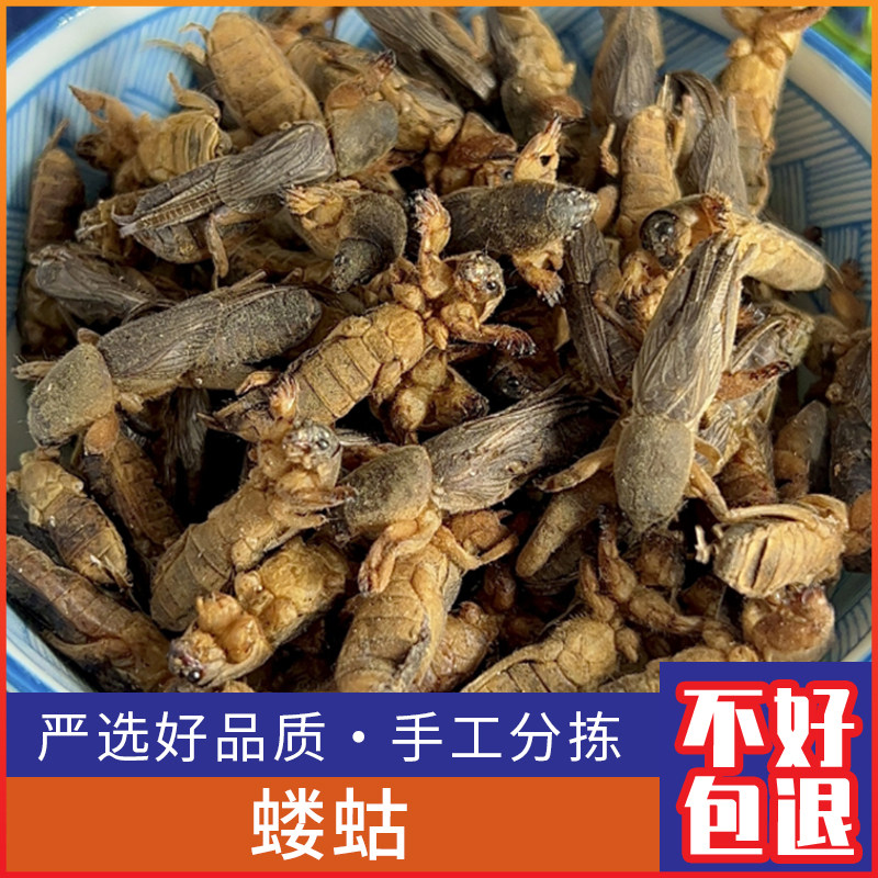 新货干货野生蝼蛄 蝲蝲蛄 地狗 土狗仔食用昆虫500克包邮