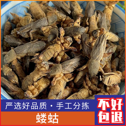 新货干货野生蝼蛄 蝲蝲蛄 地狗 土狗仔食用昆虫500克包邮