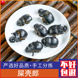 屎壳郎大将军新货蜣螂虫 推粪虫 铁甲将军500g克包邮