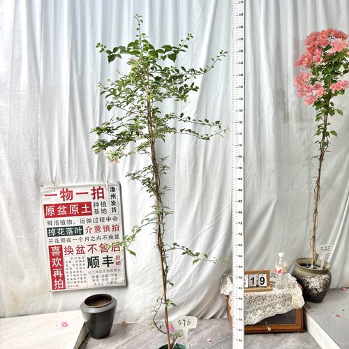高飘【苹果蝶】 596一物一拍漳州三角梅原生原盆土四季勤花