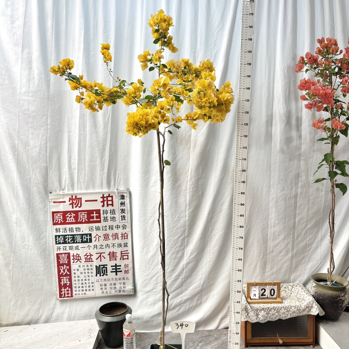 高飘【暗斑浅黄】340一物一拍漳州三角梅原生带盆土四季勤花阳台,鲜花速递/花卉仿真/绿植园艺,绣球/木绣球/木本植物,淘宝优惠券,粉丝福利购,淘宝优惠卷