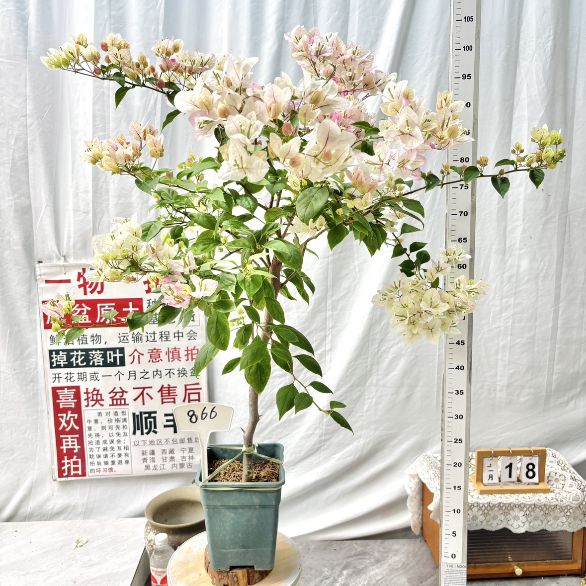 高杆方盆【漳红缨】866一物一拍漳州三角梅原盆土带花四季勤花