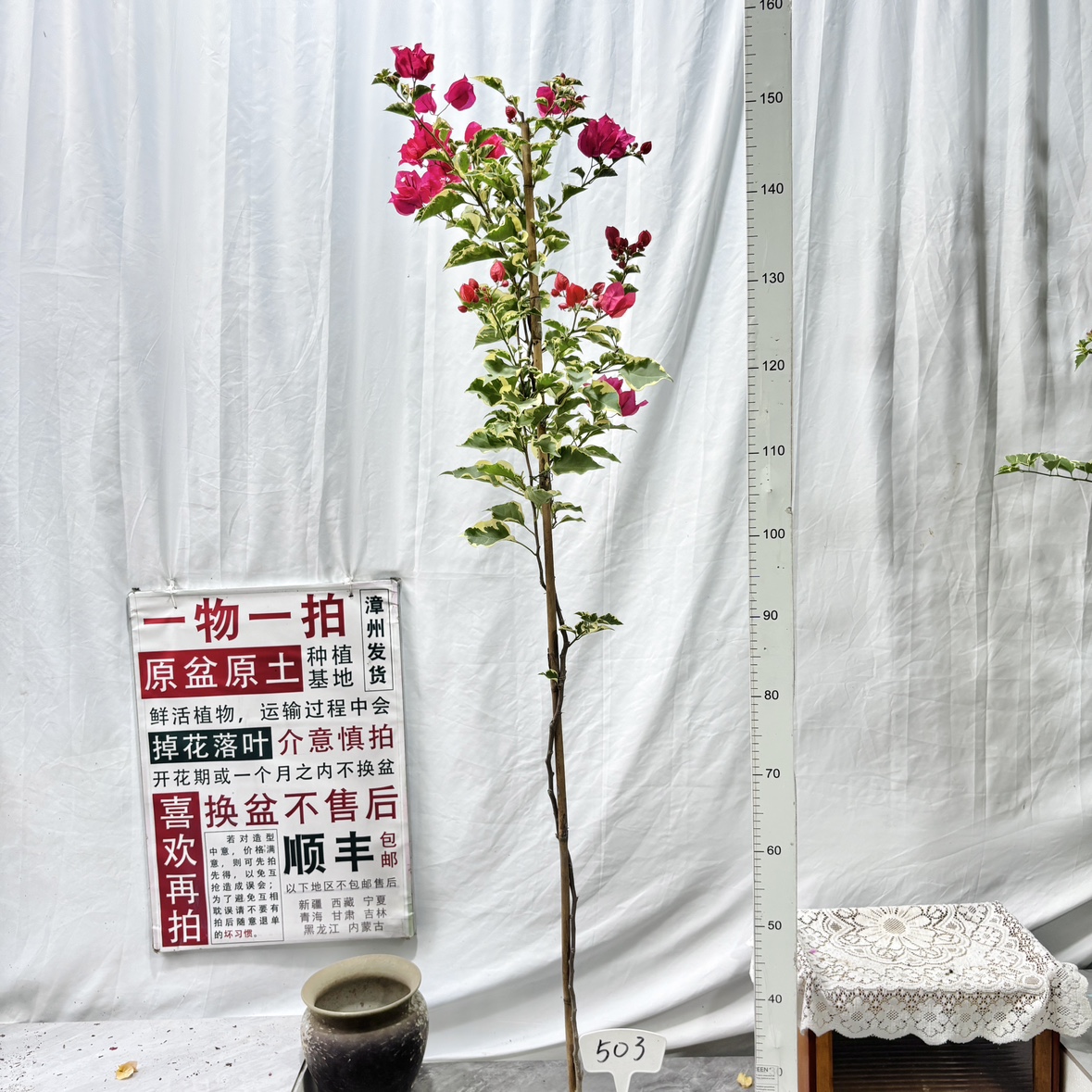 高飘【花叶红】503一物一拍漳州三角梅原生带盆土四季勤花庭院