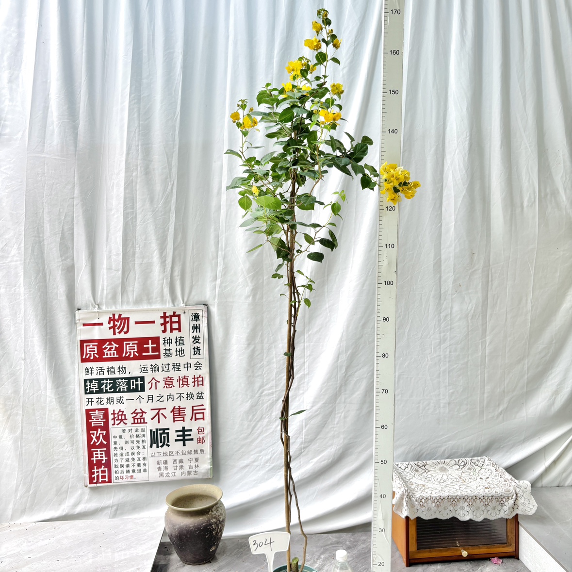 高飘【暗斑浅黄】304漳州三角梅原生带盆土庭院一物一拍四季勤花