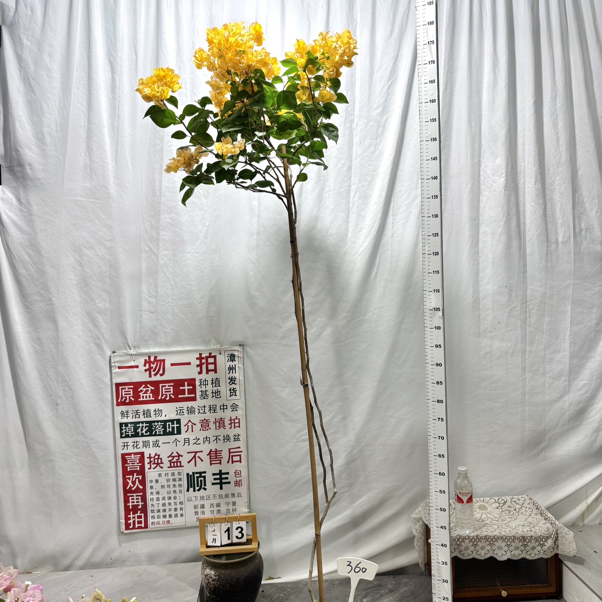 高飘方盆【返祖浅黄】360漳州三角梅一物一拍原生带盆土四季勤花