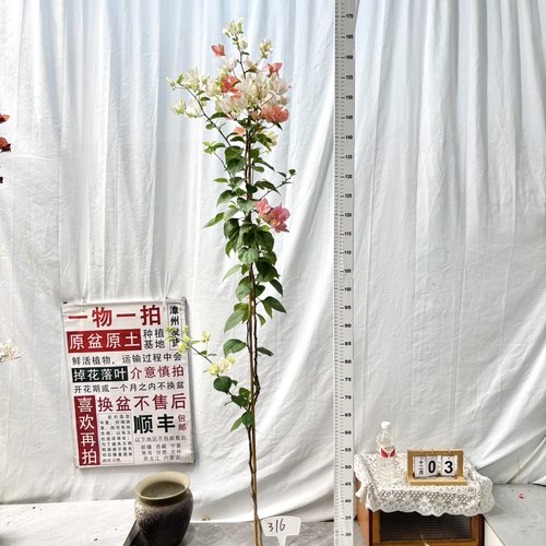 高飘【橙口红】316漳州三角梅原生带盆土一物一拍四季勤花