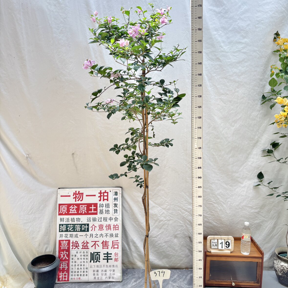 高飘【巴西紫】379漳州三角梅原生带盆土四季勤花一物一拍阳台
