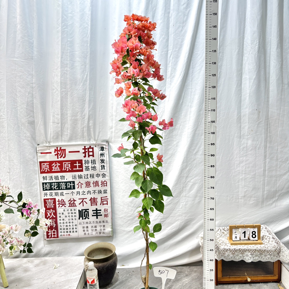 高飘【暗斑日落】507一物一拍漳州三角梅原生带盆土四季勤花阳台