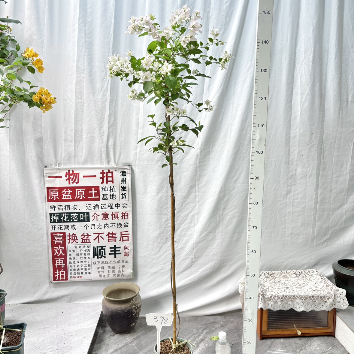 高飘【丽娜】398一物一拍漳州三角梅原盆原土四季勤花庭院