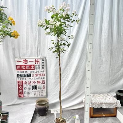 高飘【丽娜】398一物一拍漳州三角梅原盆原土四季勤花庭院
