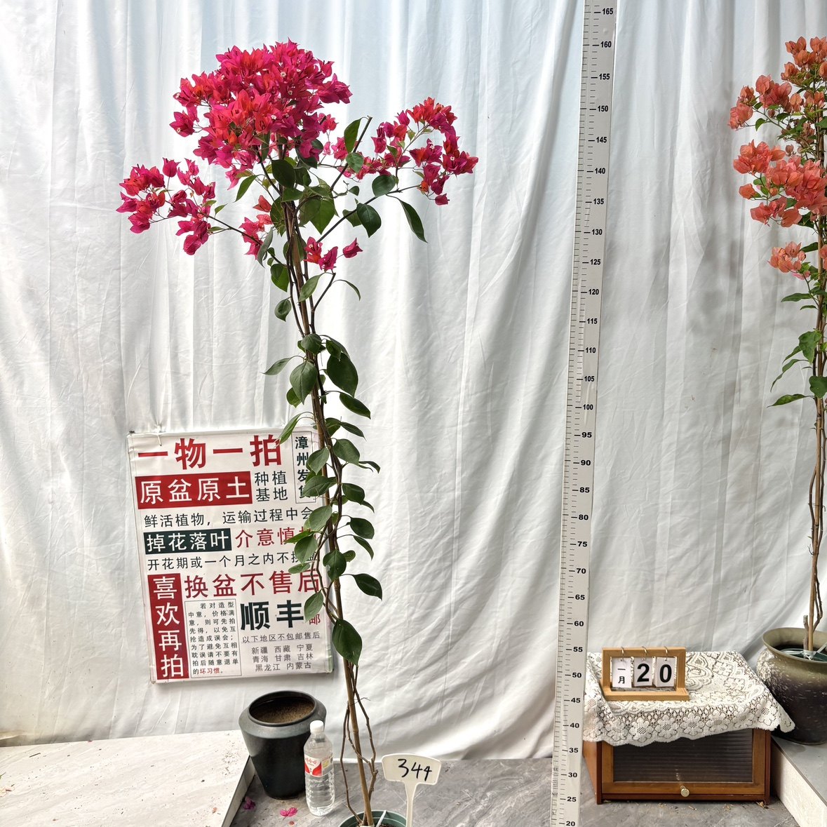 高飘【小辣椒】344一物一拍漳州三角梅带盆土四季勤花阳台好养,鲜花速递/花卉仿真/绿植园艺,绣球/木绣球/木本植物,淘宝优惠券,粉丝福利购,淘宝优惠卷