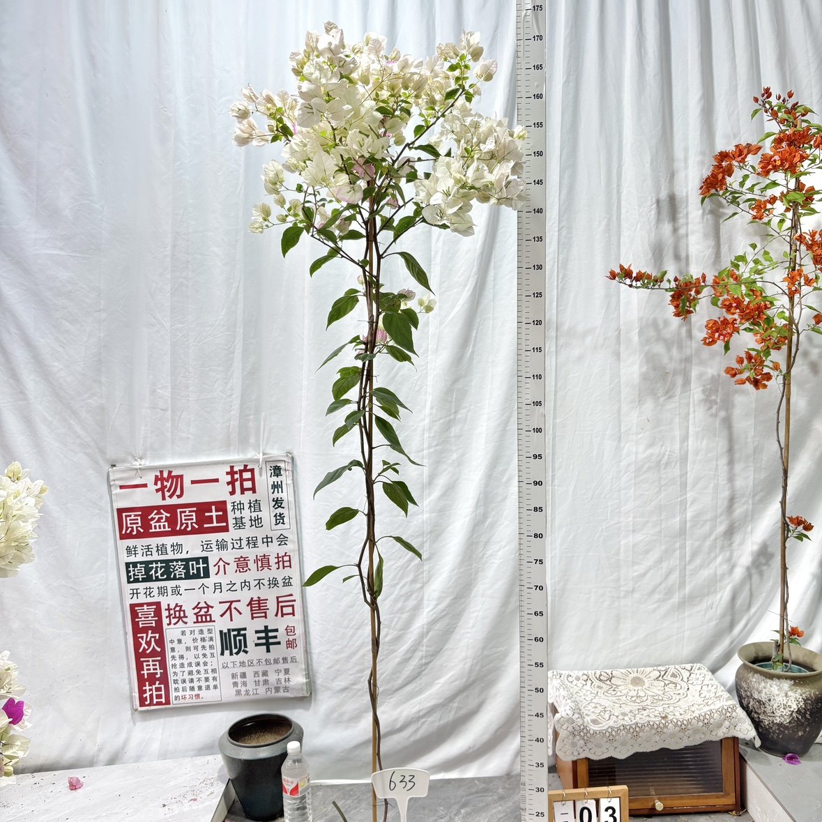 高飘【口红】633漳州三角梅一物一拍原生原盆原土四季勤花,鲜花速递/花卉仿真/绿植园艺,绣球/木绣球/木本植物,淘宝优惠券,粉丝福利购,淘宝优惠卷