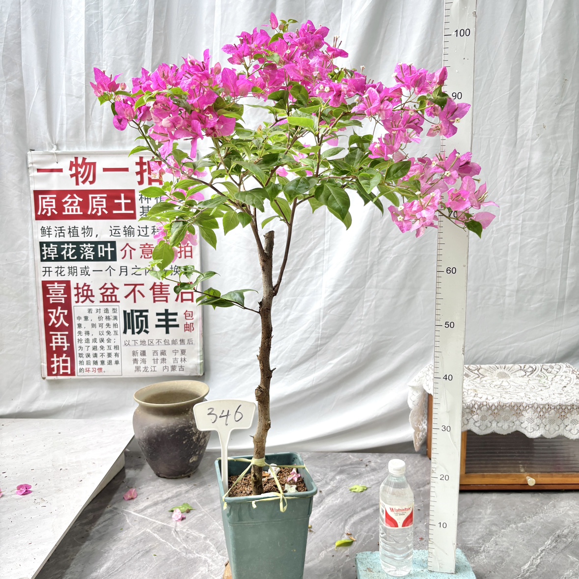 高杆方盆【漳红缨】346一物一拍漳州三角梅原生带盆土四季勤花