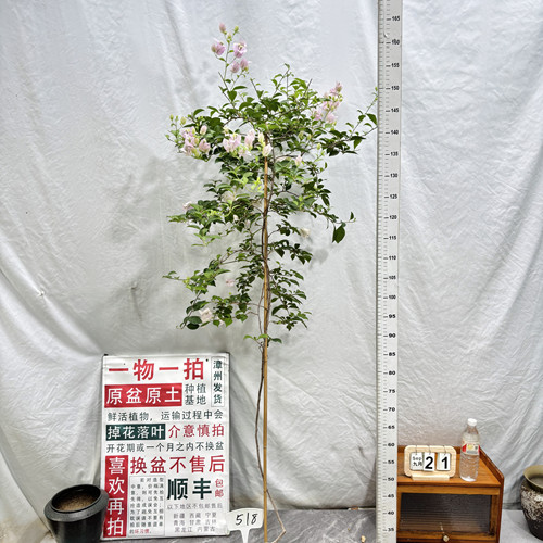 高飘【苹果花】 518一物一拍漳州三角梅原生带盆土四季勤花庭院