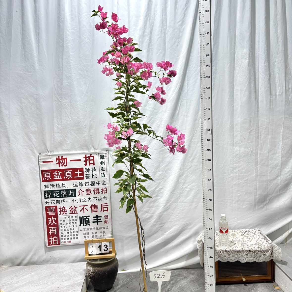 高飘【蜡染粉】326一物一拍漳州三角梅原生带盆土四季勤花阳台