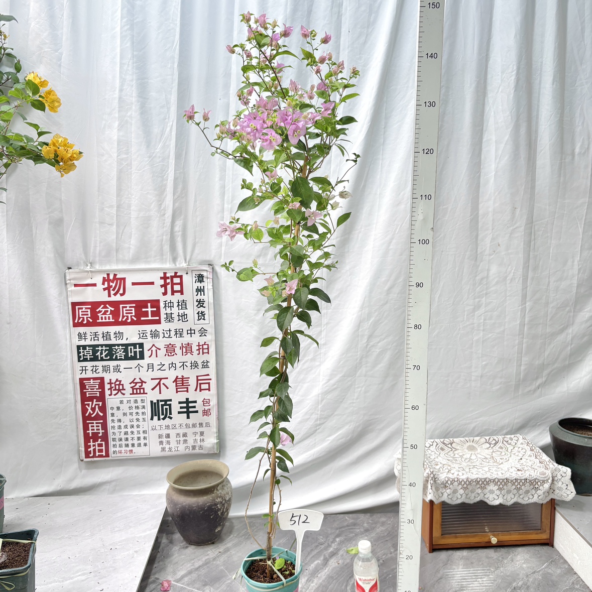 高飘【巴西紫】512一物一拍漳州三角梅原生带盆土四季勤花庭院