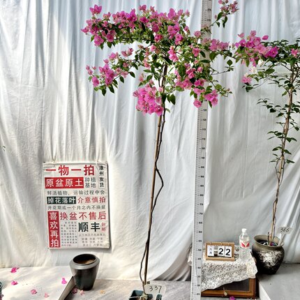 高飘【漳红樱】337一物一拍漳州三角梅带盆土四季勤花阳台