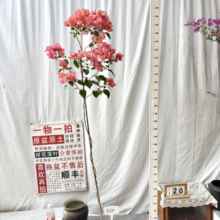 勤花阳台花卉 320漳州三角梅原生原盆土四季 高飘 不甜西瓜