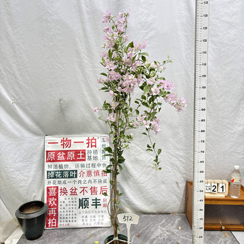 高飘【斑叶苹果花】512一物一拍漳州三角梅原生带盆土四季勤花
