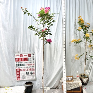 高飘【阿朱娜】 305一物一拍漳州三角梅原生原盆原土四季勤花