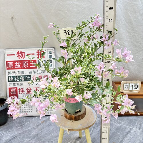 矮飘【斑叶苹果花】384一物一拍漳州三角梅原生带盆土四季勤花