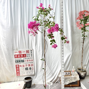 高飘【洋红公主】510一物一拍漳州三角梅原生带盆土四季勤花