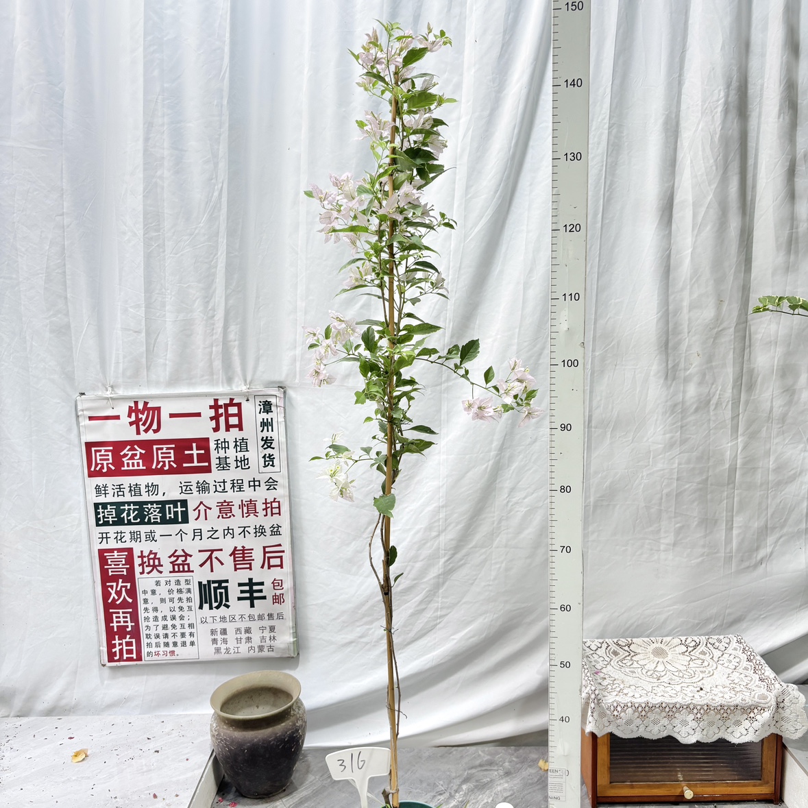 高飘【斑叶苹果花】316漳州三角梅原生带盆土一物一拍四季勤花