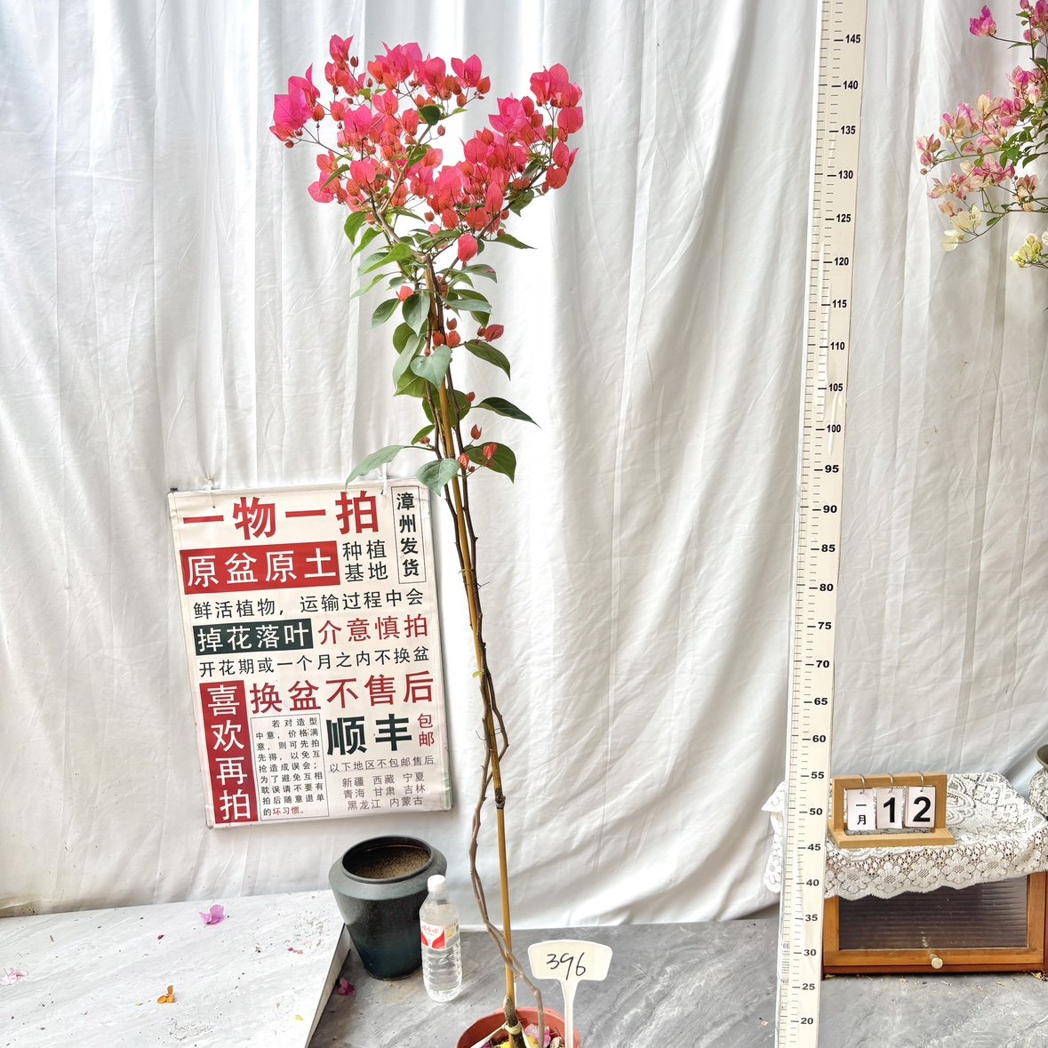 高飘【同安红】396一物一拍漳州三角梅原生带盆土四季勤花阳台,鲜花速递/花卉仿真/绿植园艺,绣球/木绣球/木本植物,淘宝优惠券,粉丝福利购,淘宝优惠卷