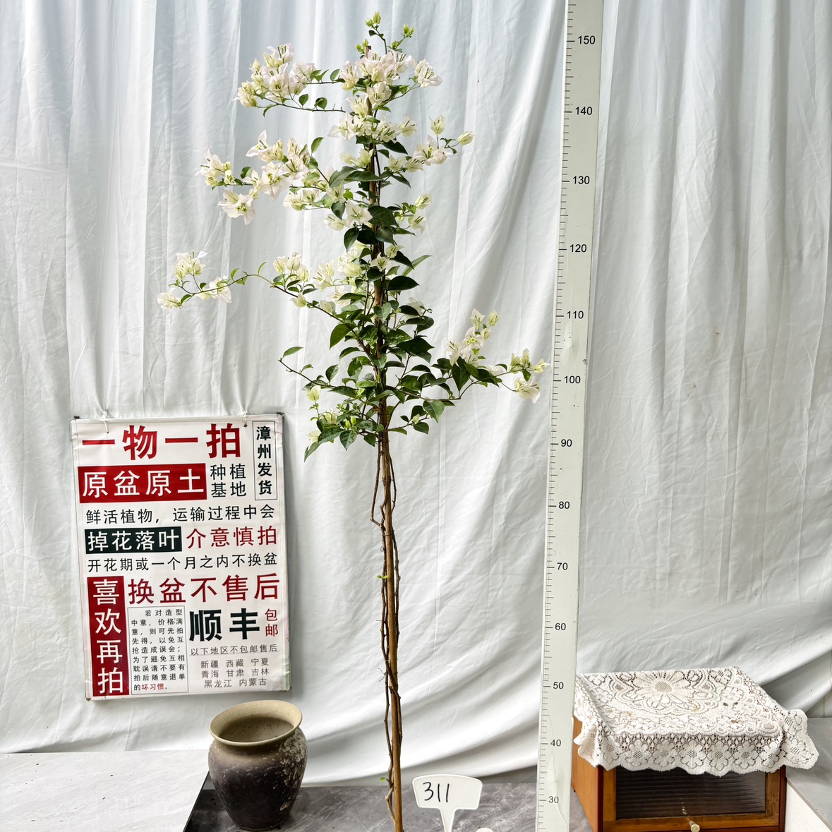 高飘【丽娜】311漳州三角梅一物一拍高飘原生带盆土四季勤花庭院