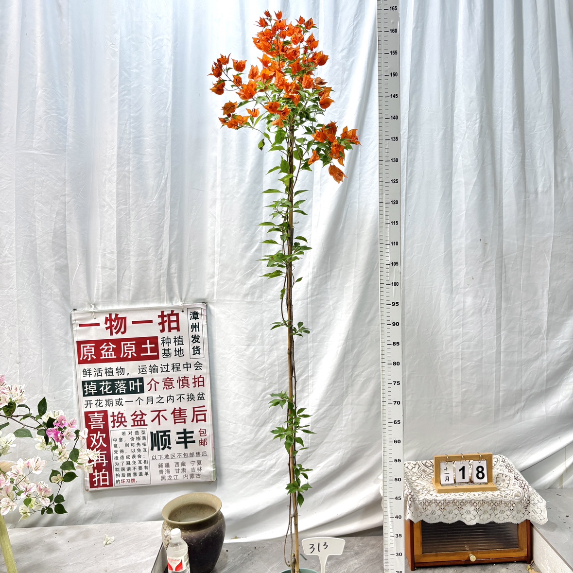 高飘【橙桑巴】313 一物一拍漳州三角梅原生带盆土四季勤花阳台