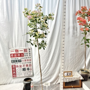 高飘【丽娜】606漳州三角梅一物一拍原生带盆土四季勤花阳台