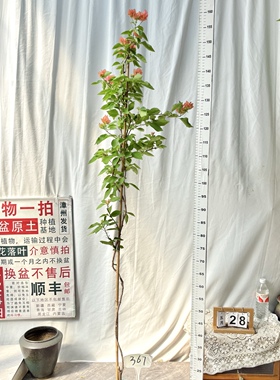 高飘【阿奴娜】367一物一拍漳州三角梅原生带盆土四季勤花