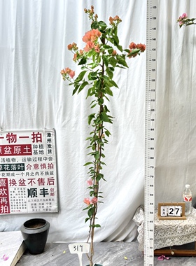 高飘【阿奴娜】319一物一拍漳州三角梅原生带盆土四季勤花阳台