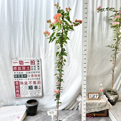 高飘【阿奴娜】319一物一拍漳州三角梅原生带盆土四季勤花阳台
