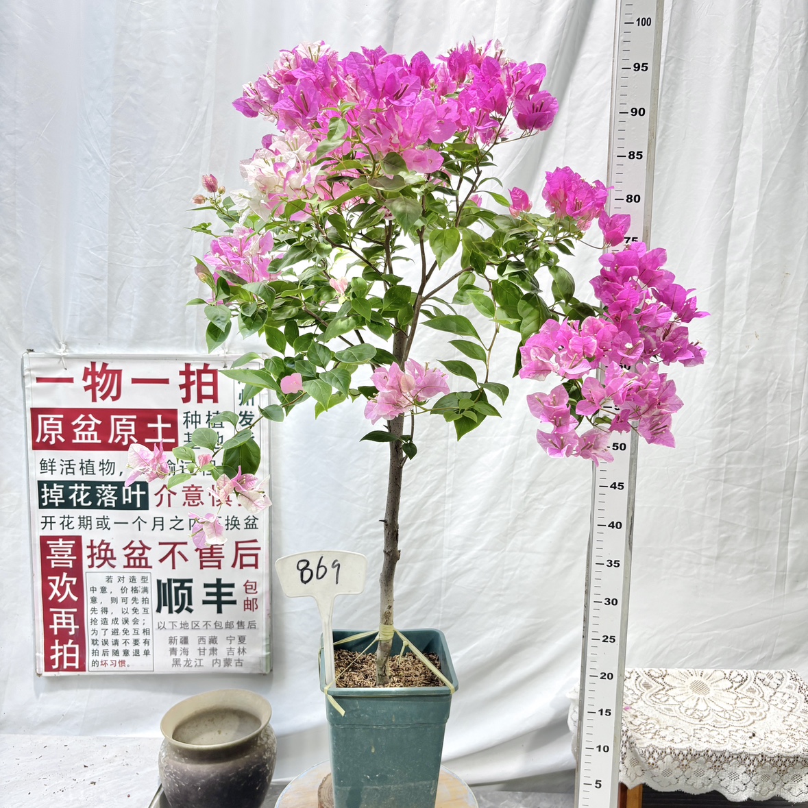 高杆方盆【漳红缨】869一物一拍漳州三角梅原生带盆土四季勤花