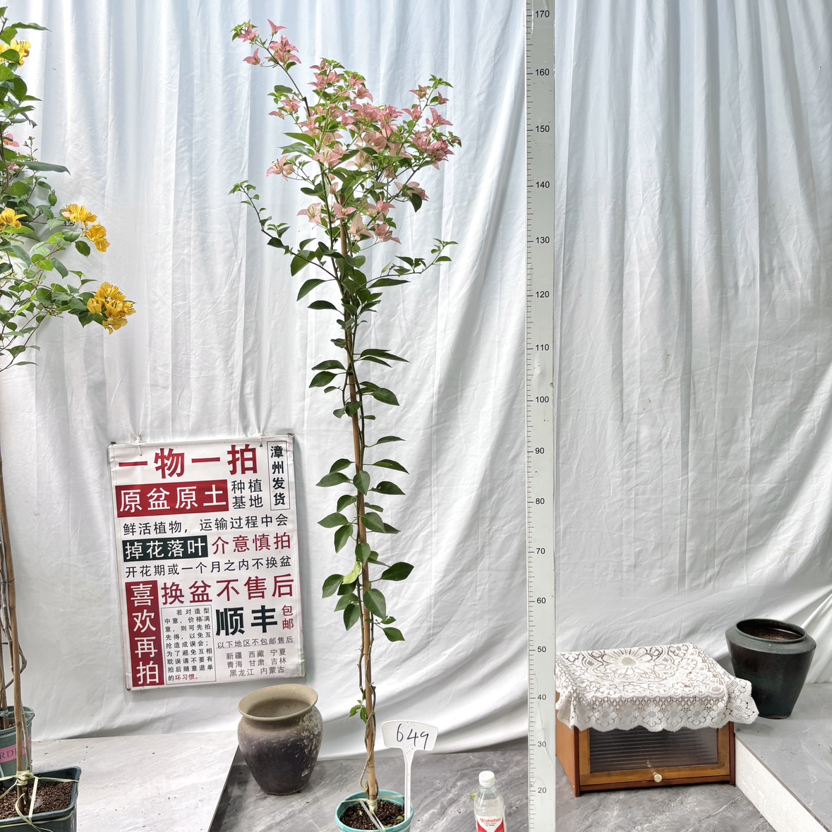 高飘【卡亚塔】649一物一拍漳州三角梅原生带盆土四季勤花阳台