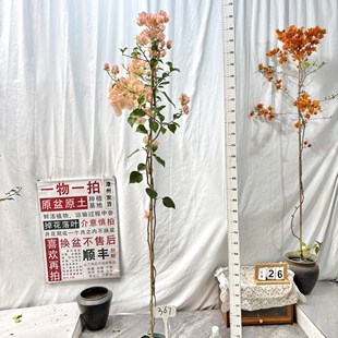 367一物一拍漳州三角梅原生带盆土四季 勤花 奶昔 高飘