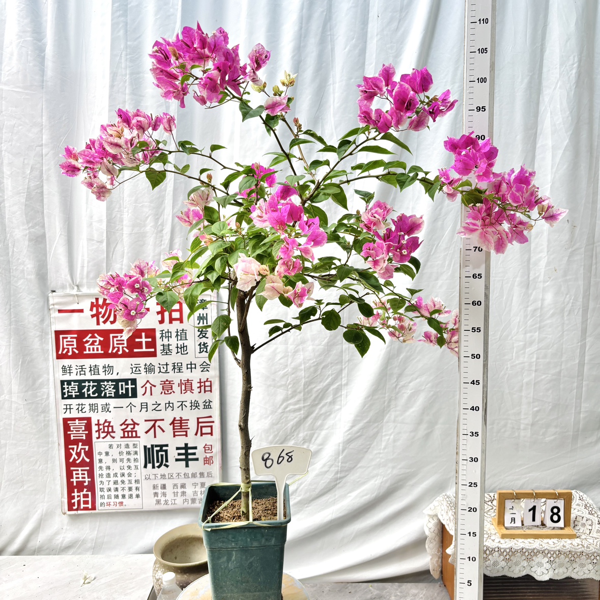 高杆方盆【漳红缨】868一物一拍漳州三角梅原盆原土四季勤花