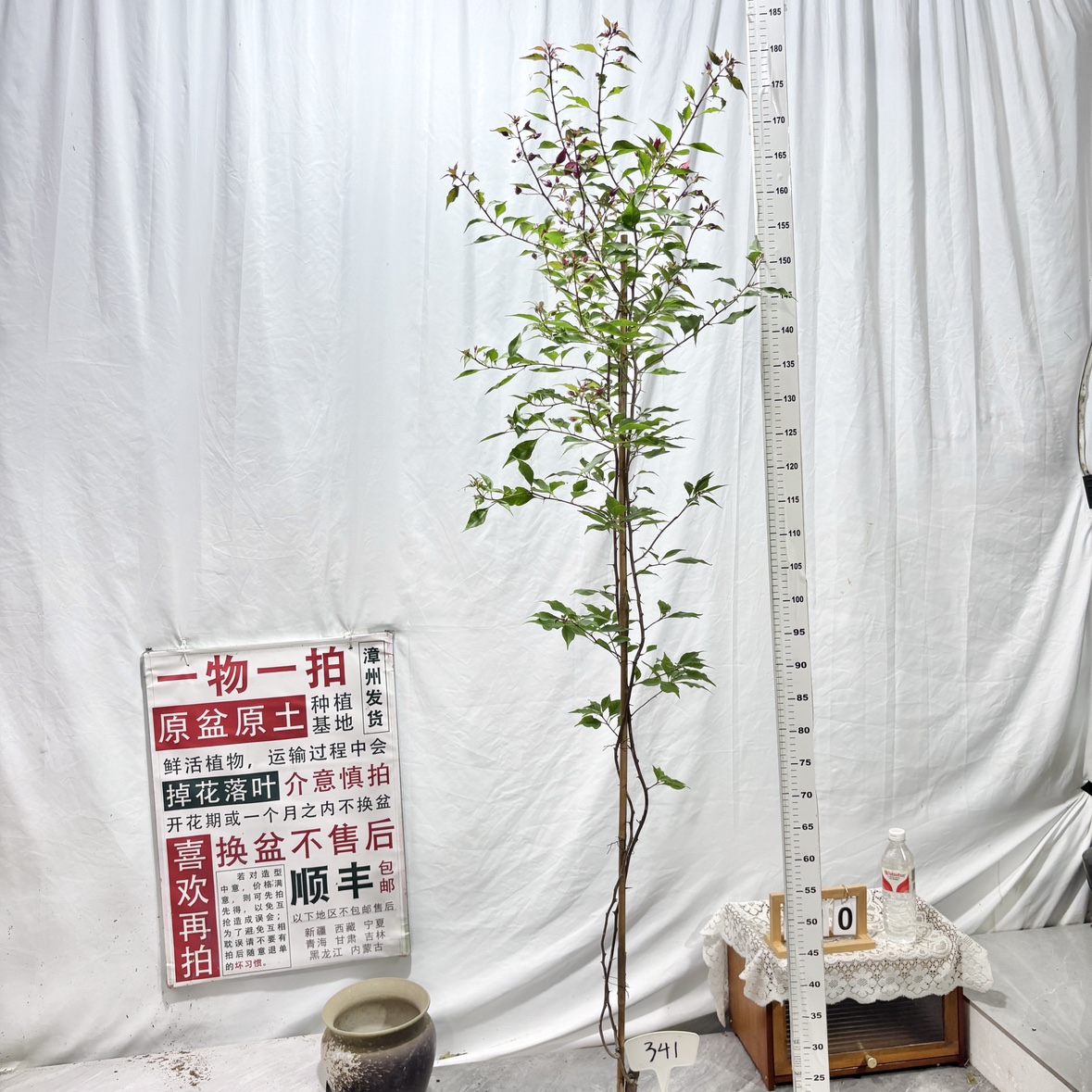 高飘【紫红桑巴】341一物一拍漳州三角梅原生带盆土四季勤花阳台