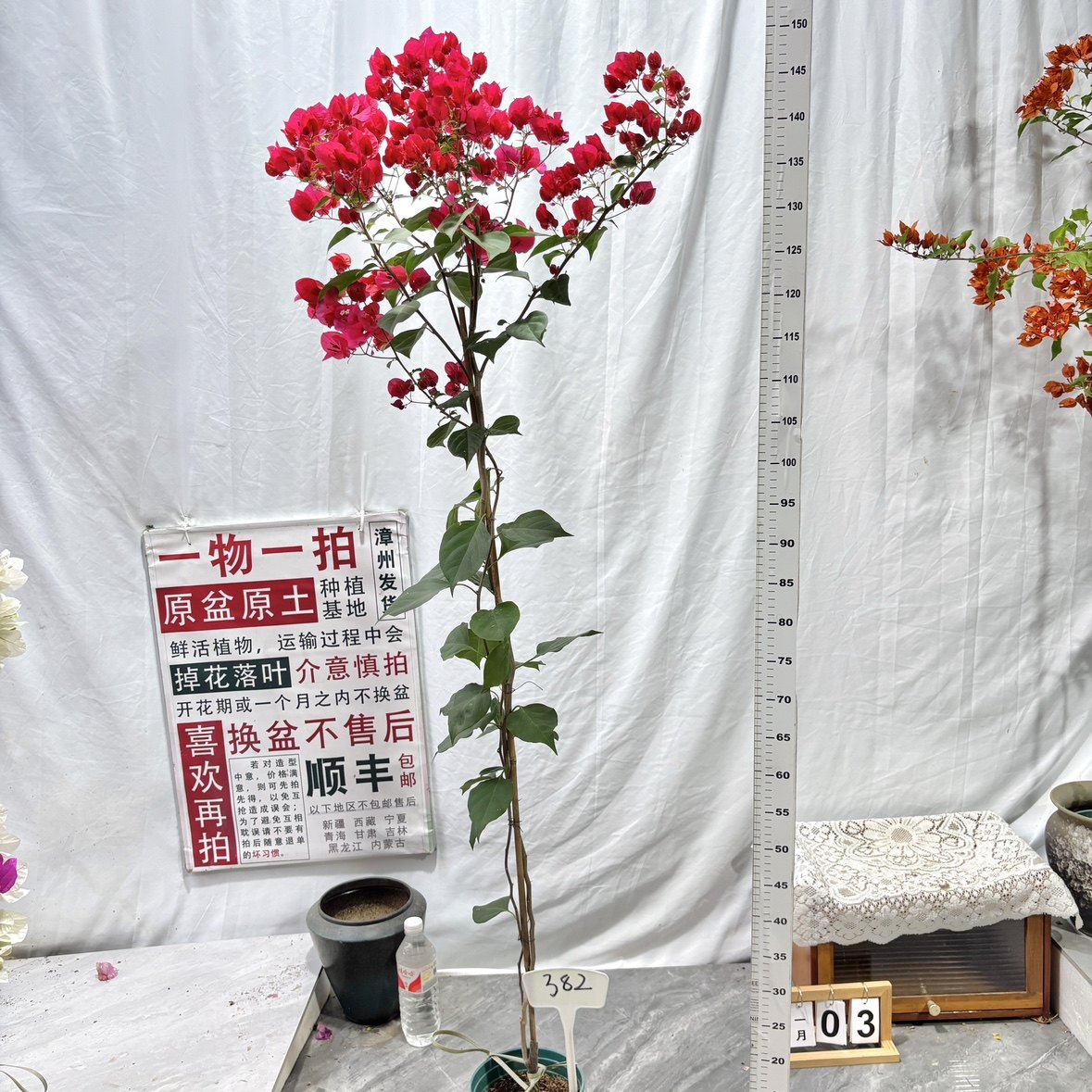 高飘【加州红】382一物一拍漳州三角梅原生带盆土四季勤花阳台,鲜花速递/花卉仿真/绿植园艺,绣球/木绣球/木本植物,淘宝优惠券,粉丝福利购,淘宝优惠卷