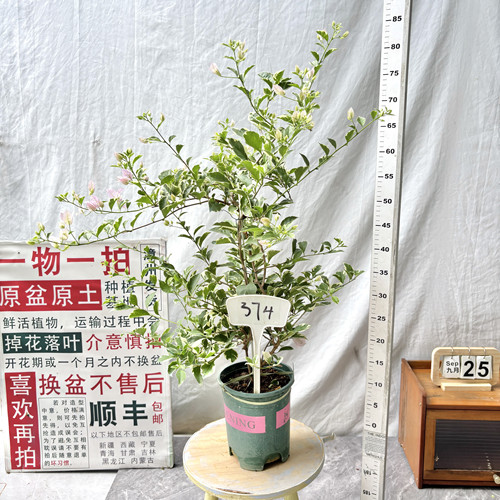 矮飘【斑叶苹果花】374一物一拍漳州三角梅原生带盆土四季勤花