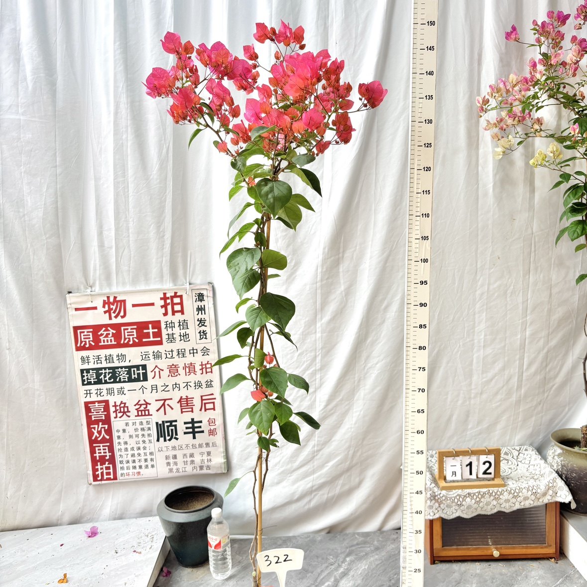 高飘【同安红】322一物一拍漳州三角梅原生带盆土四季勤花阳台,鲜花速递/花卉仿真/绿植园艺,绣球/木绣球/木本植物,淘宝优惠券,粉丝福利购,淘宝优惠卷