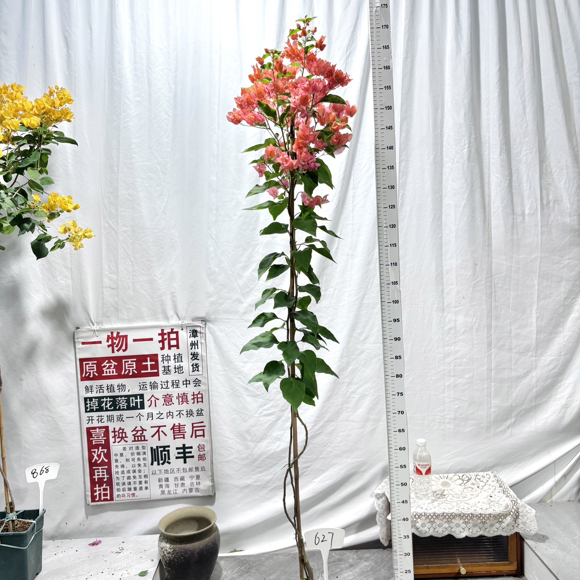 高飘【阿奴娜】627一物一拍漳州三角梅原生带盆土四季勤花阳台