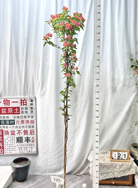 高飘【阿奴娜】 323一物一拍漳州三角梅原生带盆土四季勤花阳台